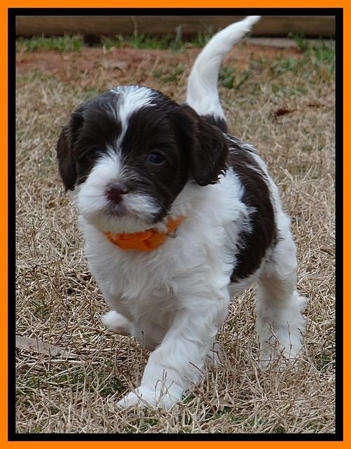 Sparkle TExas pups 5 wks old 131