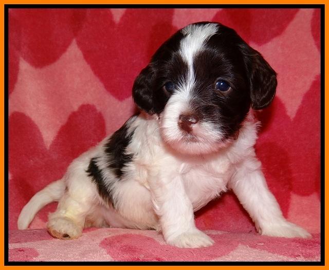 Sparkle Texas pups 4 weeks old 123