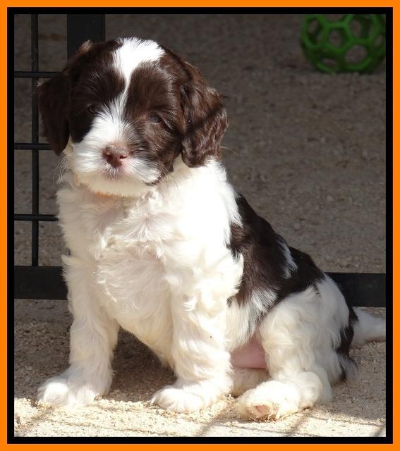 Sparkle Texas pups 6 wks old 221