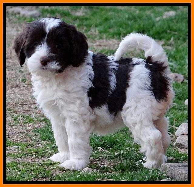 Sparkle Texas pups 7 wks old 371