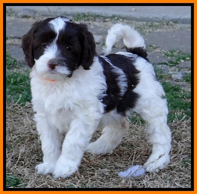 Sparkle Texas pups 7 wks old 401