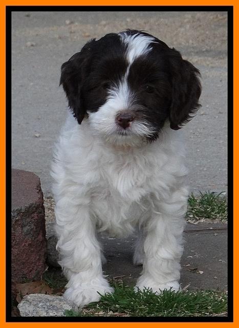 Sparkle Texas pups 7 wks old 411