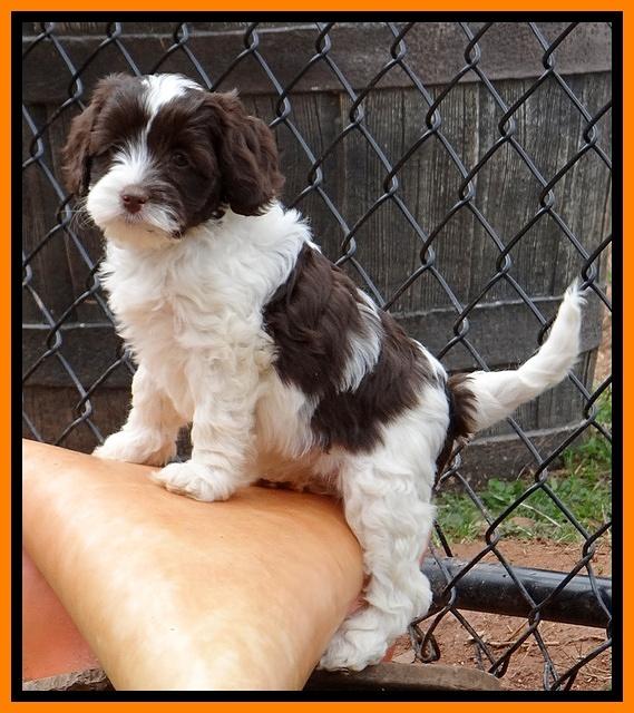 Sparkle Texas pups 7 wks old 421