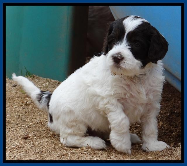 Sparkle TExas pups 5 wks old 361