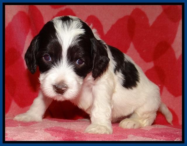 Sparkle Texas pups 4 weeks old 079