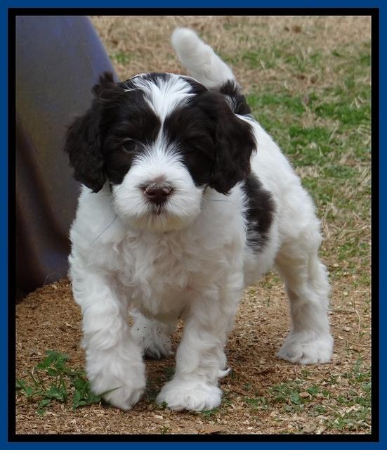 Sparkle Texas pups 6 wks old 001