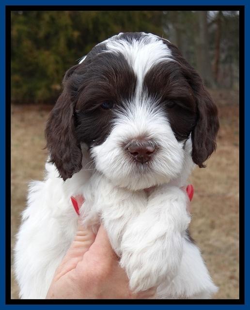 Sparkle Texas pups 6 wks old 181