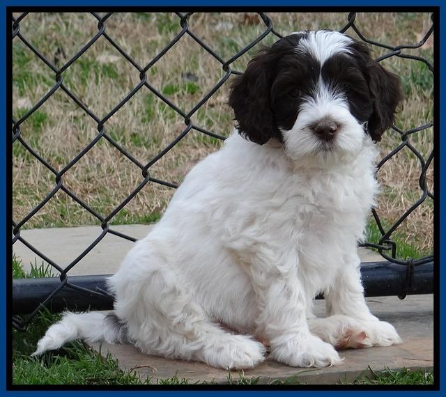 Sparkle Texas pups 7 wks old 631
