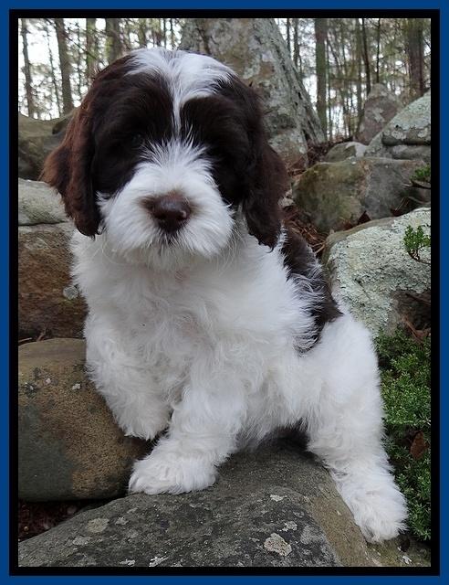 Sparkle Texas pups 8 weeks old 4 002