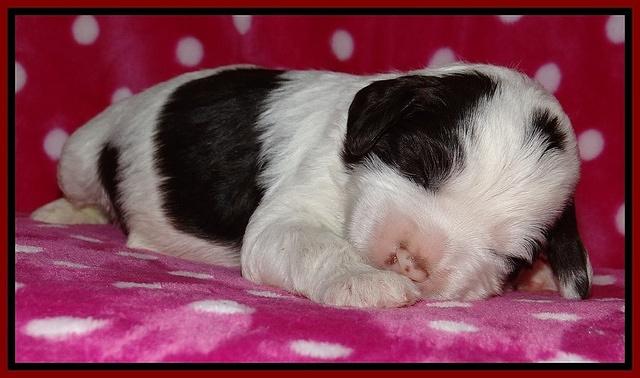 Sparkle TExas pups 2 wks old 038