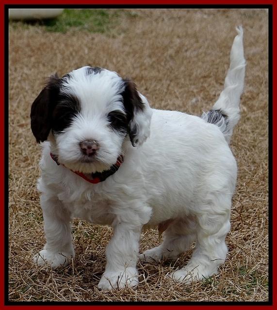 Sparkle TExas pups 5 wks old 391