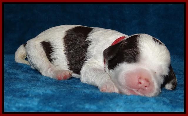 Sparkle Texas pups 1 wk old #1 029