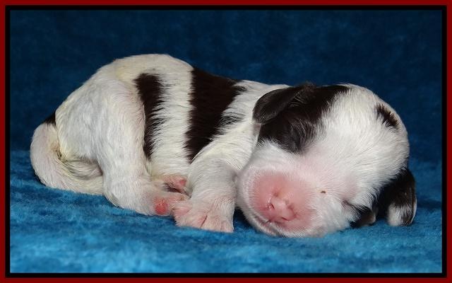 Sparkle Texas pups 1 wk old #1 030