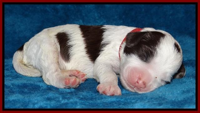 Sparkle Texas pups 1 wk old #1 031