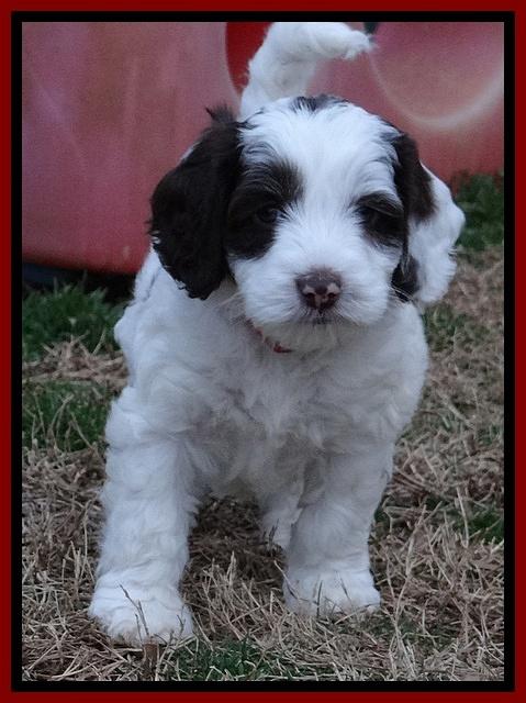 Sparkle Texas pups 6 wks old 012