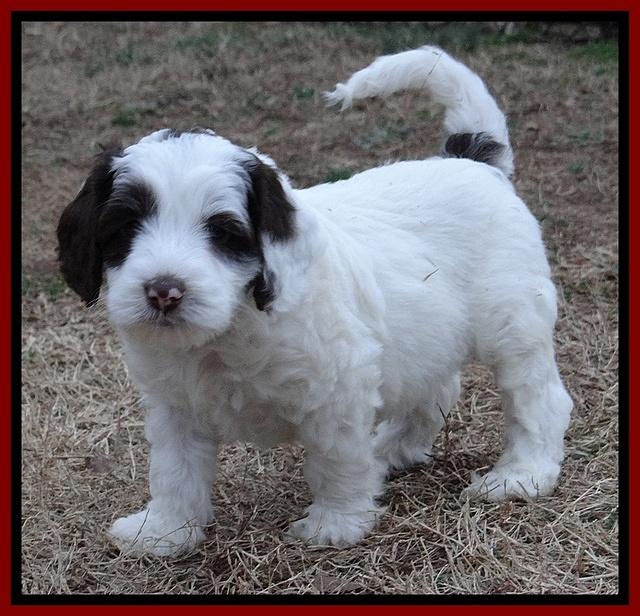 Sparkle Texas pups 6 wks old 013