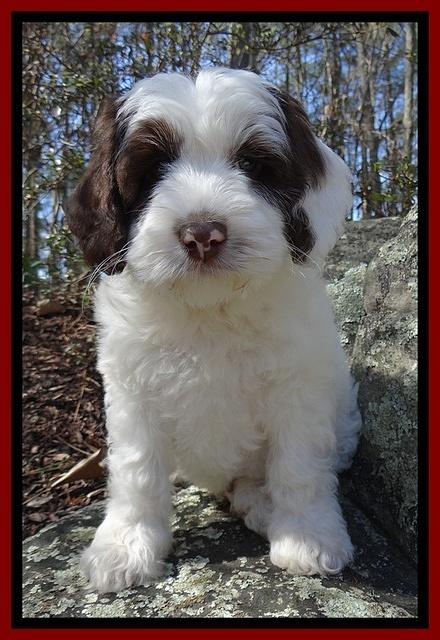 Sparkle Texas pups 8 weeks old 2 017_2