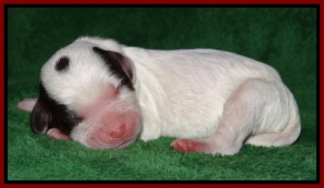 Sparkle Texas pups newborn 211