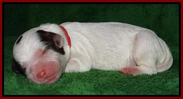 Sparkle Texas pups newborn 231