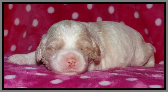 Sparkle TExas pups 2 wks old 089