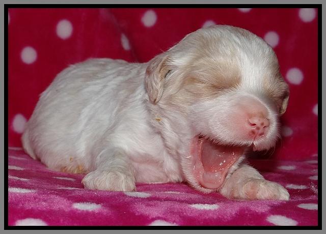 Sparkle TExas pups 2 wks old 091