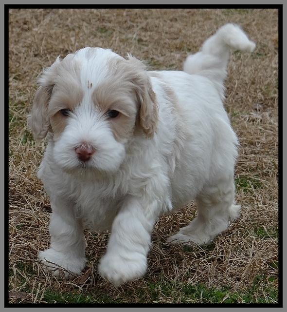 Sparkle TExas pups 5 wks old 481