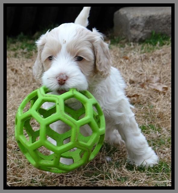 Sparkle TExas pups 5 wks old 491