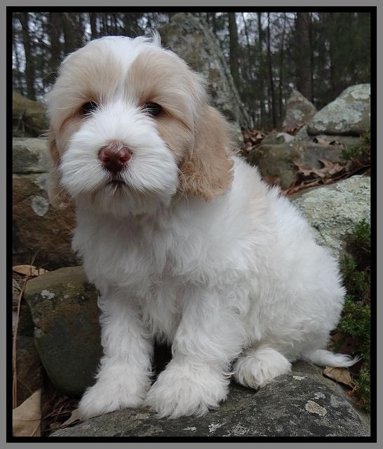 Sparkle Texas 8 wks old 1 012