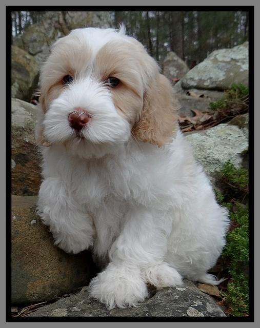 Sparkle Texas 8 wks old 1 013