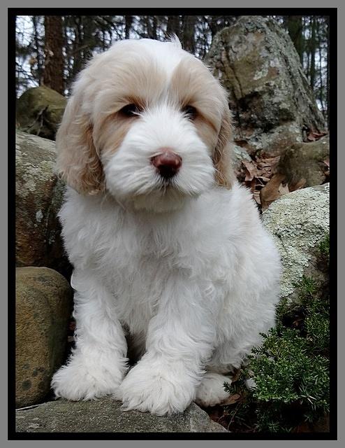 Sparkle Texas 8 wks old 1 020