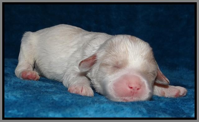 Sparkle Texas pups 1 wk old #1 035