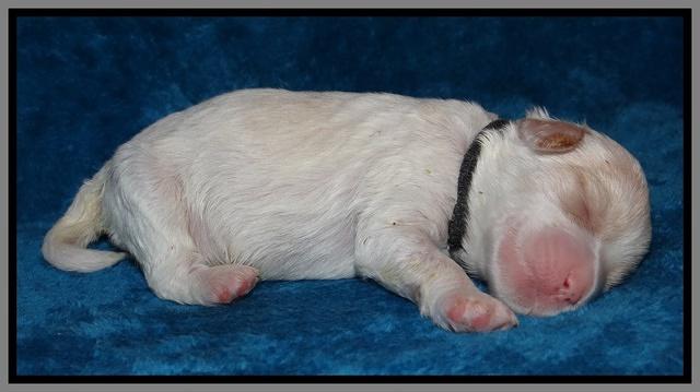 Sparkle Texas pups 1 wk old #1 042