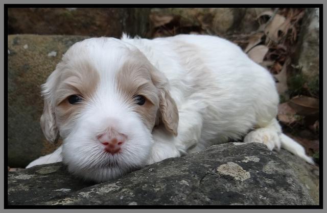 Sparkle Texas pups 3 wks old 191