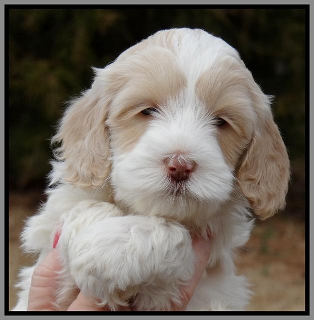 Sparkle Texas pups 6 wks old 411