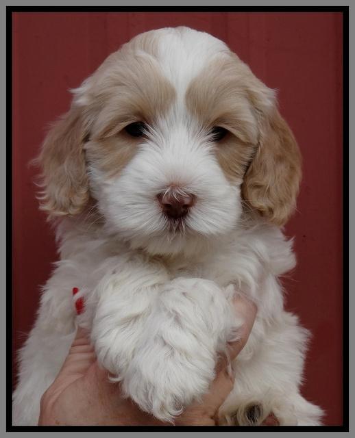 Sparkle Texas pups 6 wks old 421