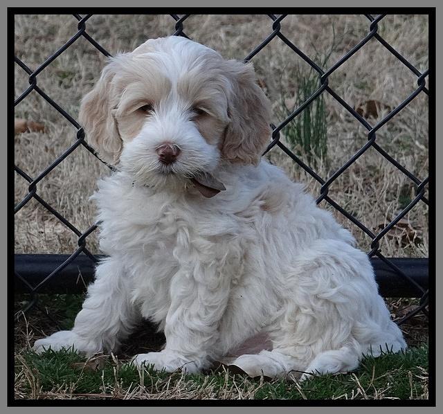 Sparkle Texas pups 7 wks old 171
