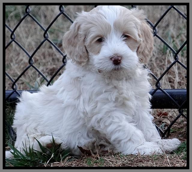 Sparkle Texas pups 7 wks old 191