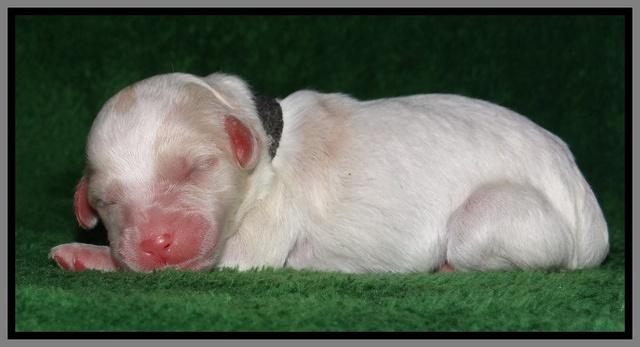 Sparkle Texas pups newborn 241