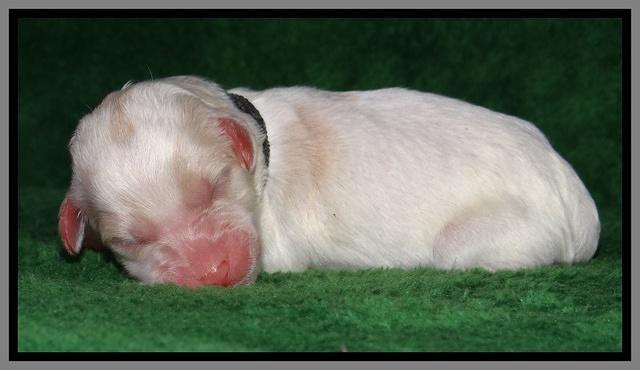Sparkle Texas pups newborn 251