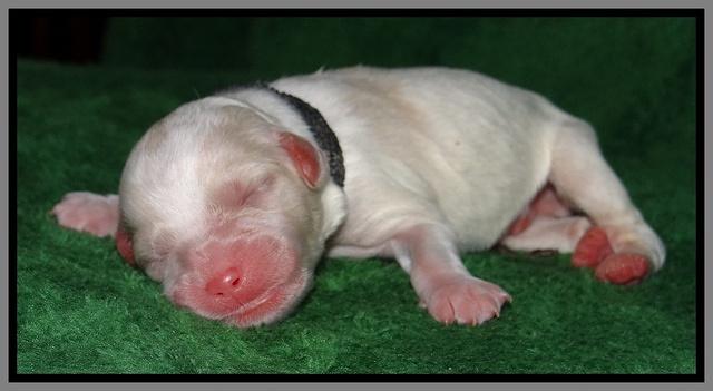 Sparkle Texas pups newborn 261