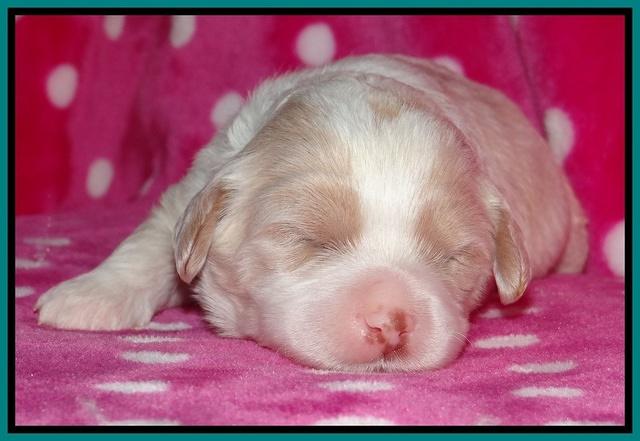 Sparkle TExas pups 2 wks old 104