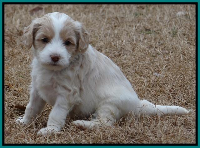 Sparkle TExas pups 5 wks old 281