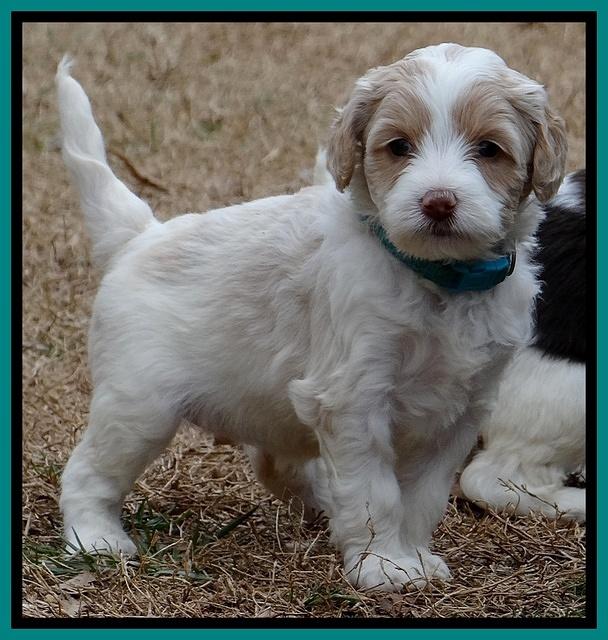 Sparkle TExas pups 5 wks old 301