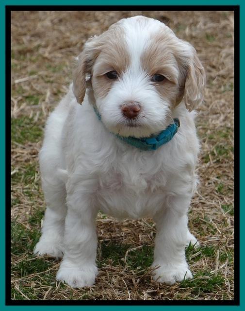 Sparkle TExas pups 5 wks old 311