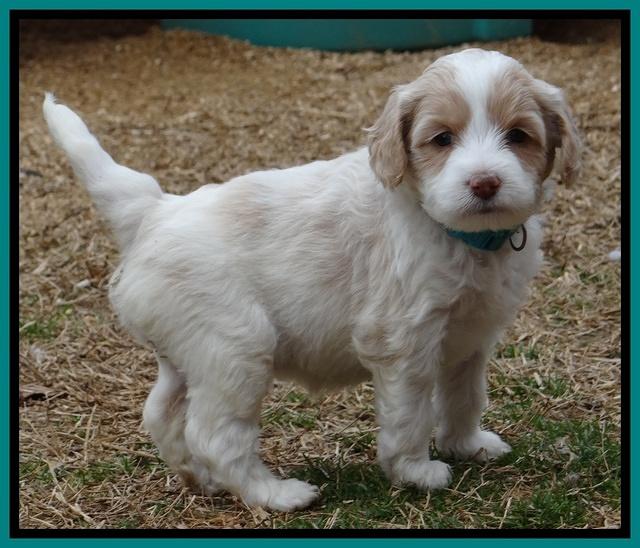 Sparkle TExas pups 5 wks old 321