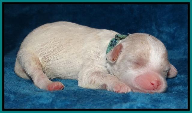 Sparkle Texas pups 1 wk old #1 049