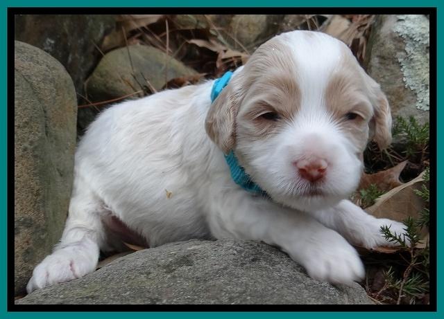 Sparkle Texas pups 3 wks old 241