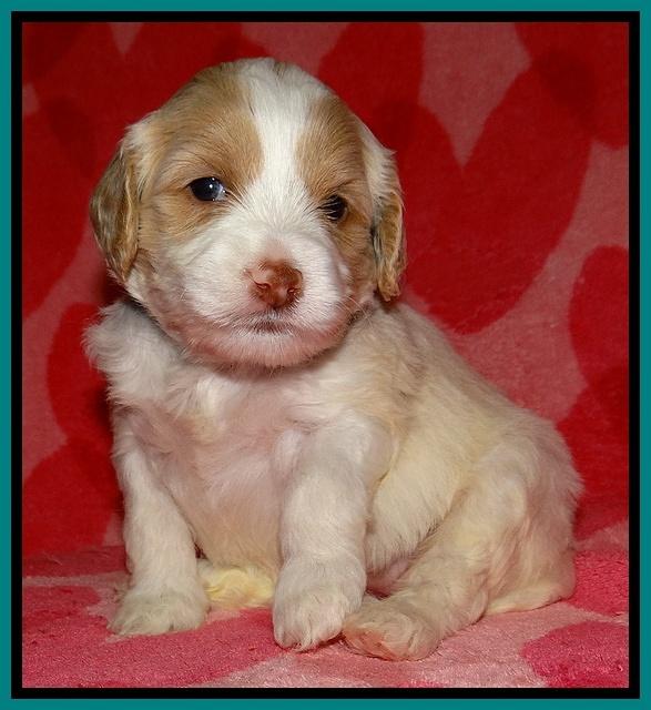 Sparkle Texas pups 4 weeks old 271