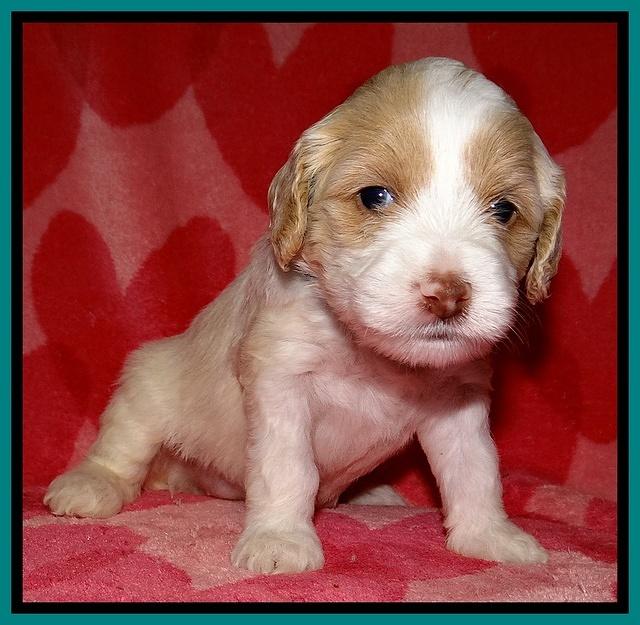 Sparkle Texas pups 4 weeks old 291
