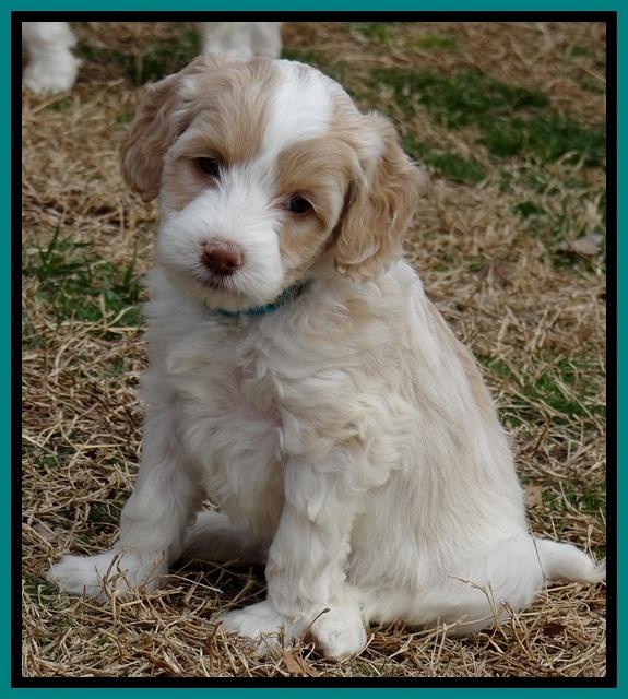 Sparkle Texas pups 6 wks old 341